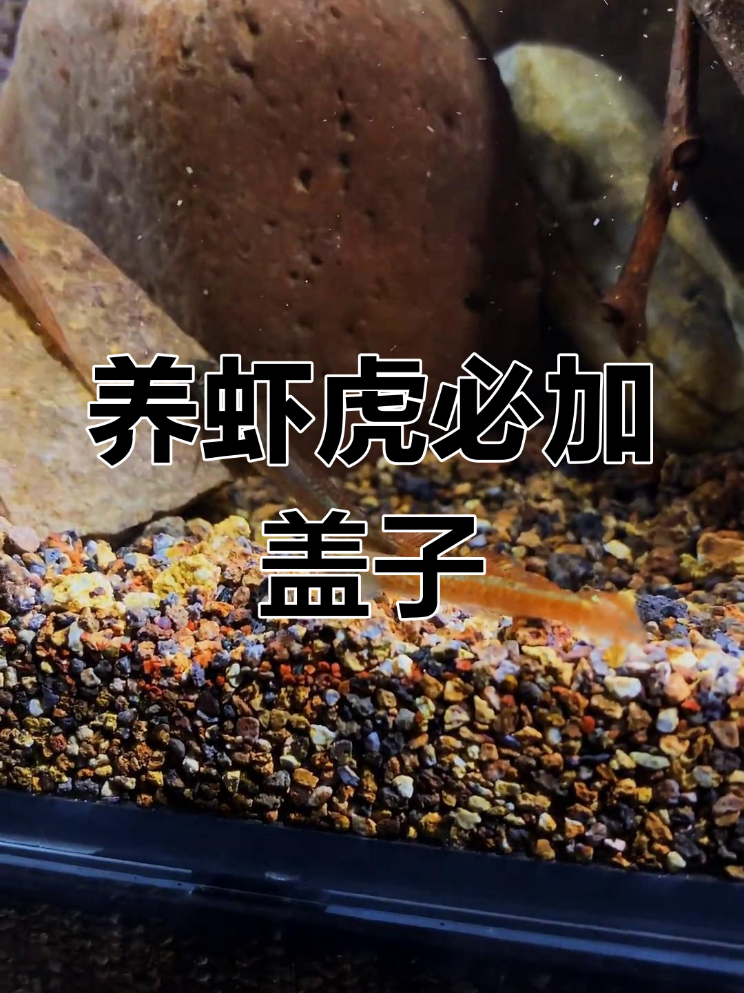 枝丫虾虎入缸,浅红玉红黑金紫深一网打尽!