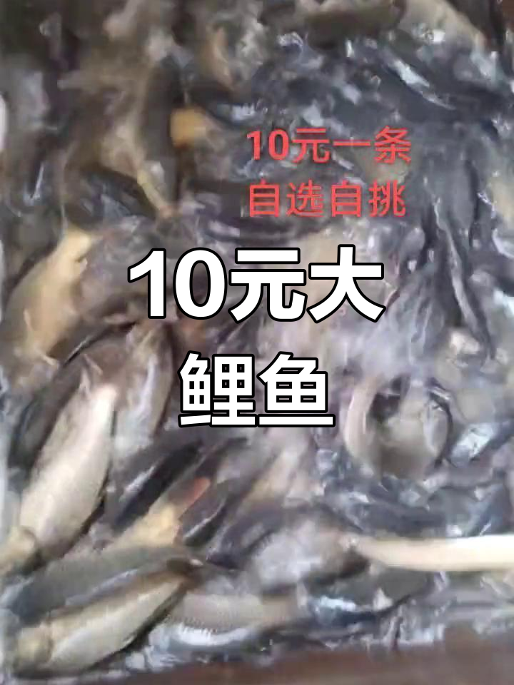 南关菜市场鲤鱼自选,10元一条2斤起步