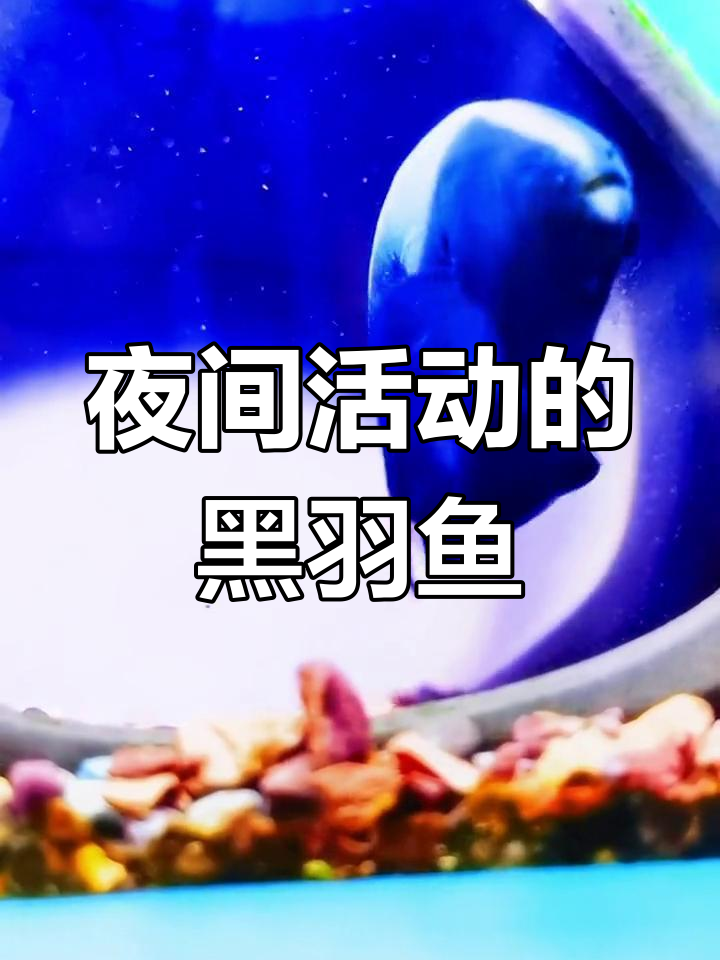 黑羽毛鱼:神秘的水族生物