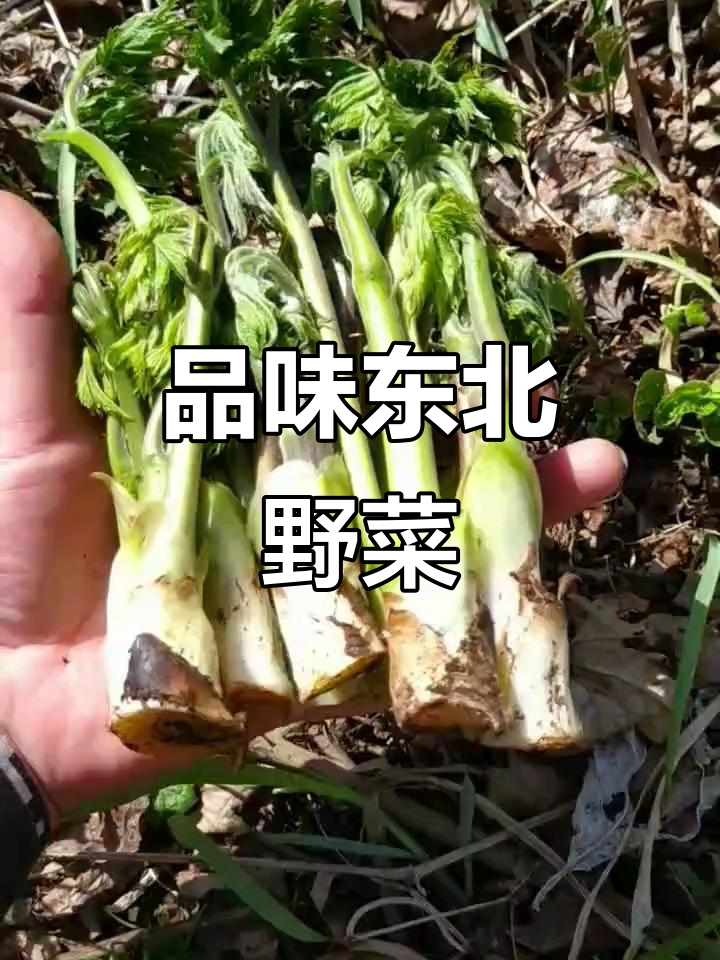 东北野山菜大赏,回味乡村风味!