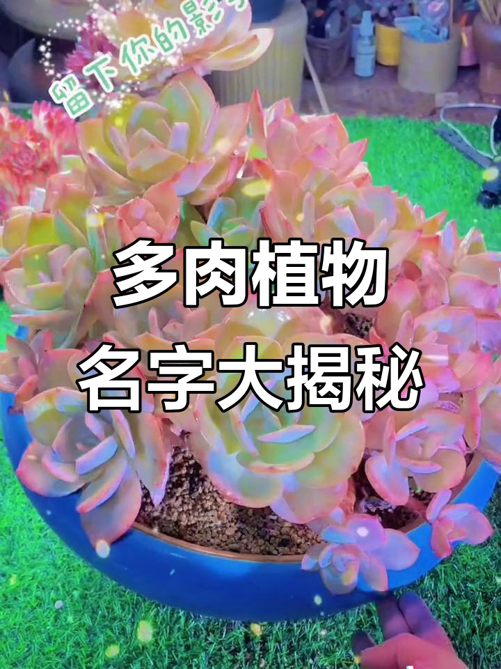 你知道这些多肉植物的名字吗?超有趣!
