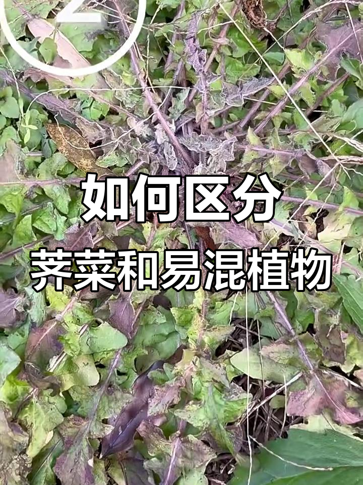 荠菜与四种常见混淆植物的辨别技巧
