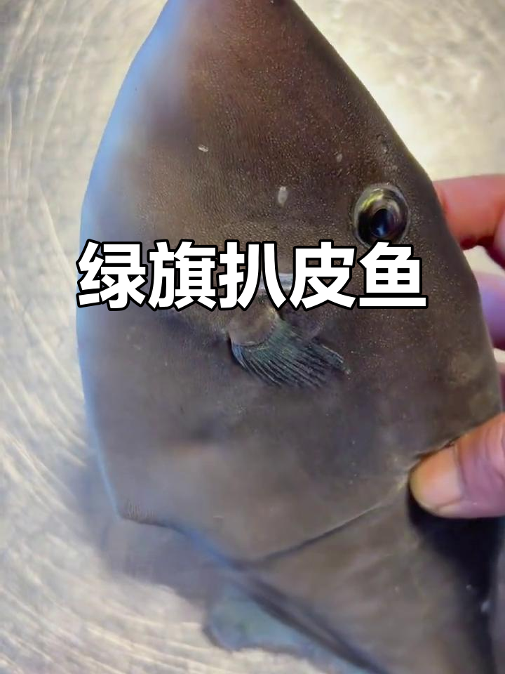 绿鳍马面鲀扒皮鱼，美丽又独特