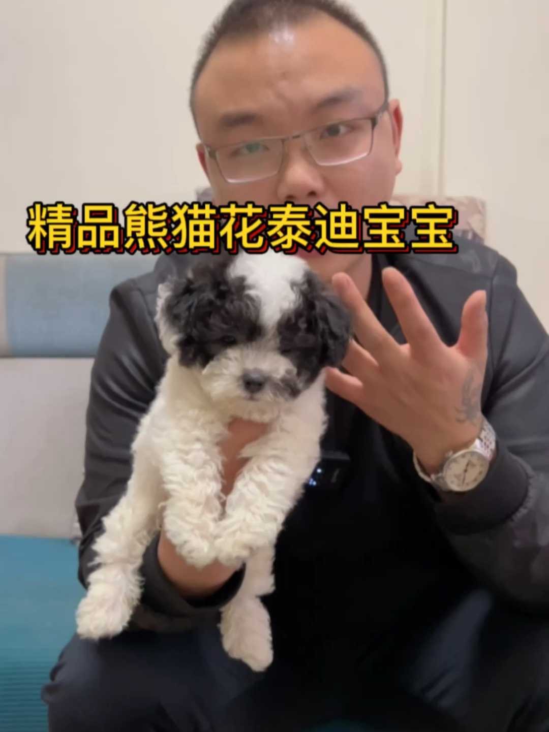 黑白花,小奶嘴熊猫花色泰迪宝宝