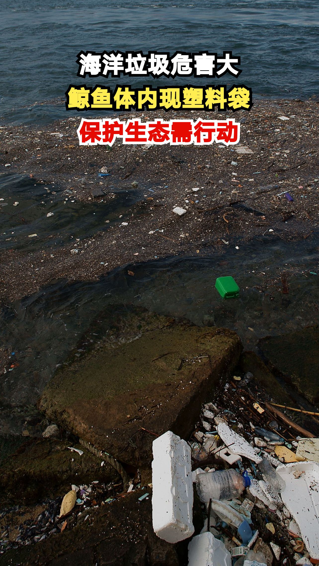 挪威鲸鱼体内惊现30个塑料袋,海洋污染触目惊心!