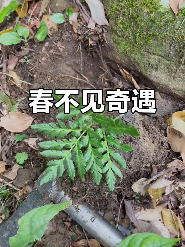 古道旁现春不见,奇特植物独脚金鸡