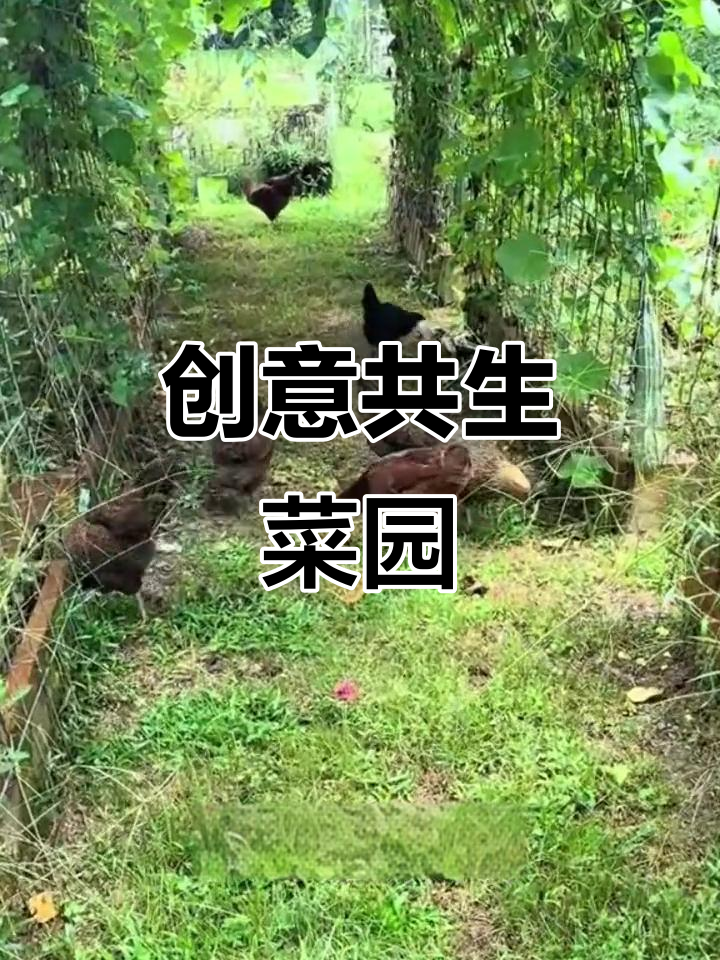 创意菜园:管上种菜,管下养鸡,吸引游客纷纷打卡