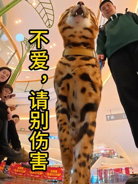 该如何忘记你的身影啊 悟空猫咪孟加拉豹猫