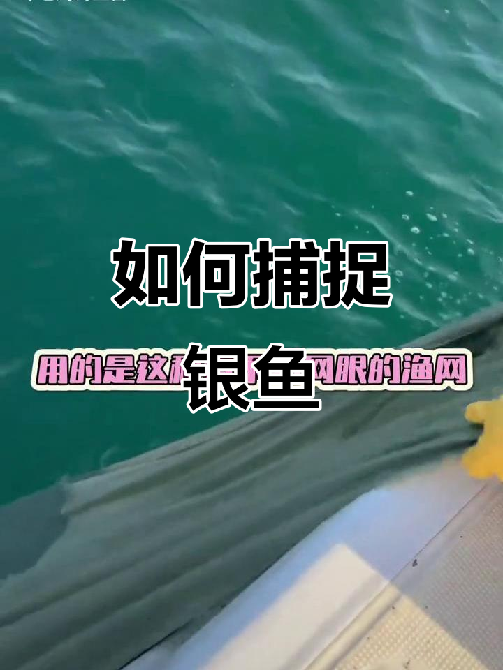 银鱼捕捞的秘密：渔网背后的故事