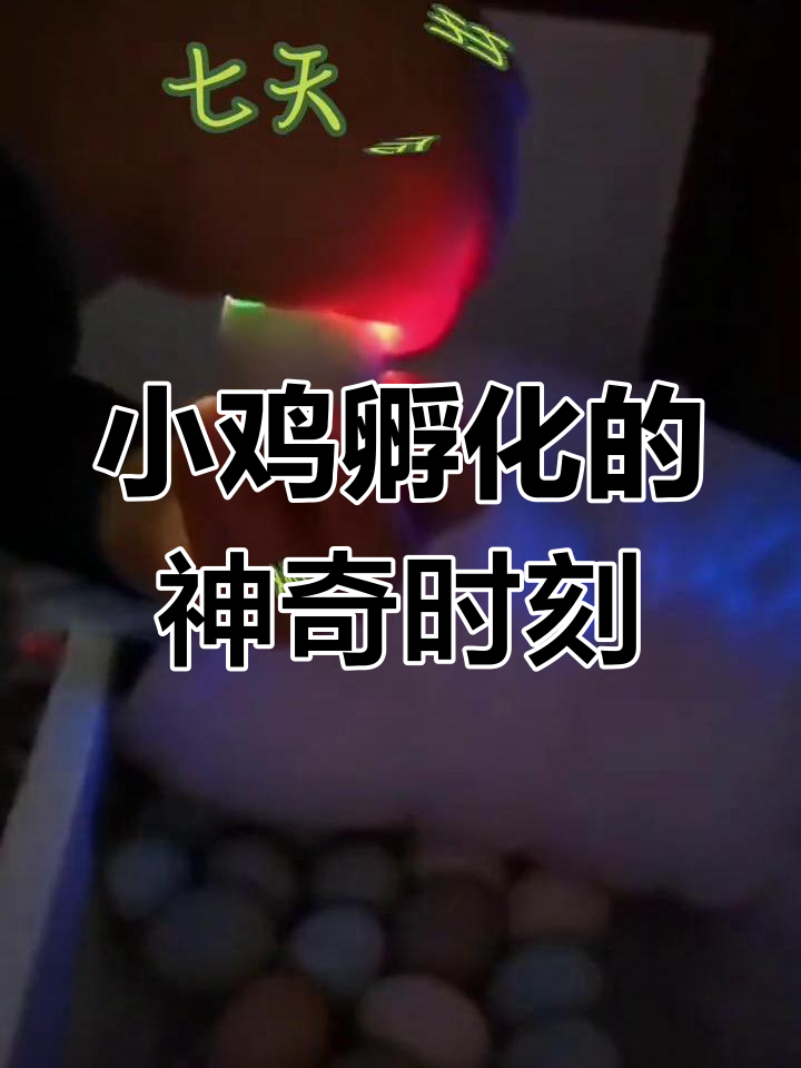 14天孵化,小鸡破壳瞬间大揭秘