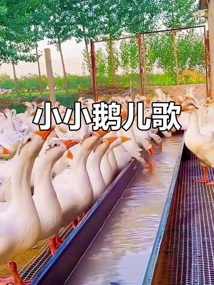 鹅鹅鹅,曲颈向天歌:白毛浮绿水,红掌拨清波