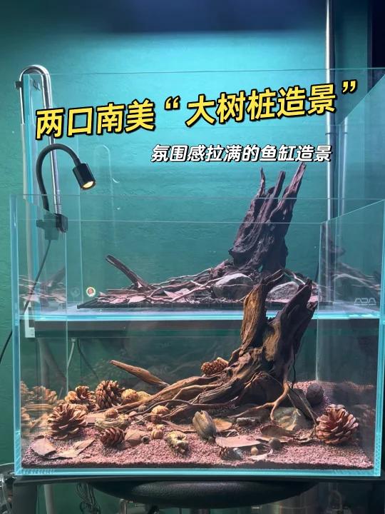 两口南美“大树桩造景”