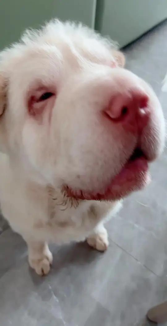 大嘴巴爱流口水,所以嘴巴一直脏,再脏也喜欢,自己孩子不嫌弃