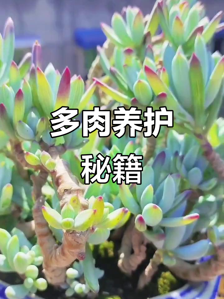 蓝松多肉,耐旱易养,光照充足时叶尖变紫红,美丽动人