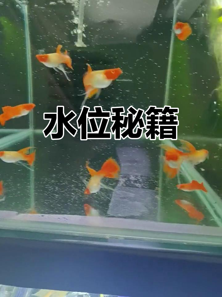 凤尾鱼水位有讲究,了解最佳高度才能养得健康!