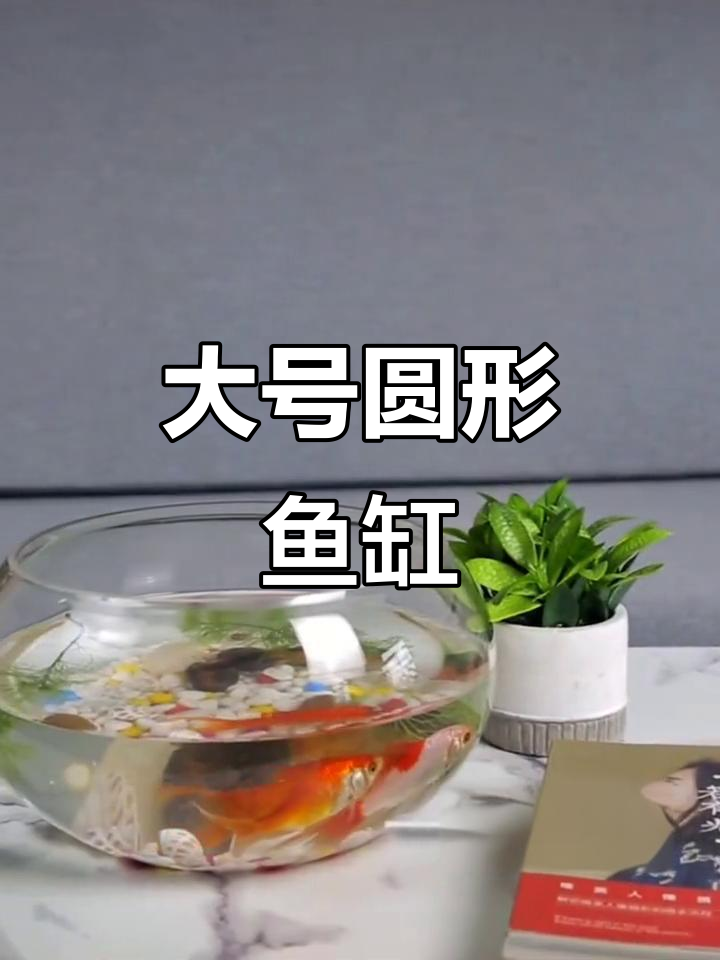 创意圆形玻璃金鱼缸，大号乌龟缸与迷你水培花瓶组合