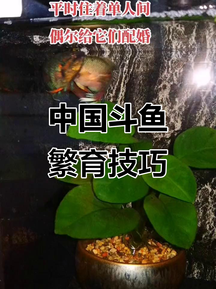揭秘中国斗鱼繁殖技术,如何高效培育健康后代