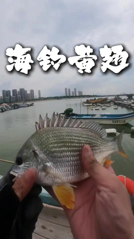 厦门出海钓鱼,二两赤虫能换回多少渔获?发现新钓点狂拉一波黄翅鱼,终于不打龟了