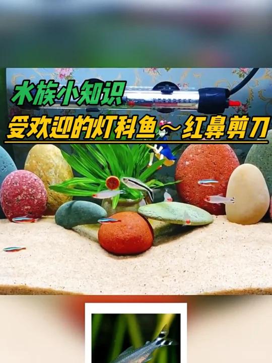 非常受欢迎的灯科鱼～红鼻剪刀