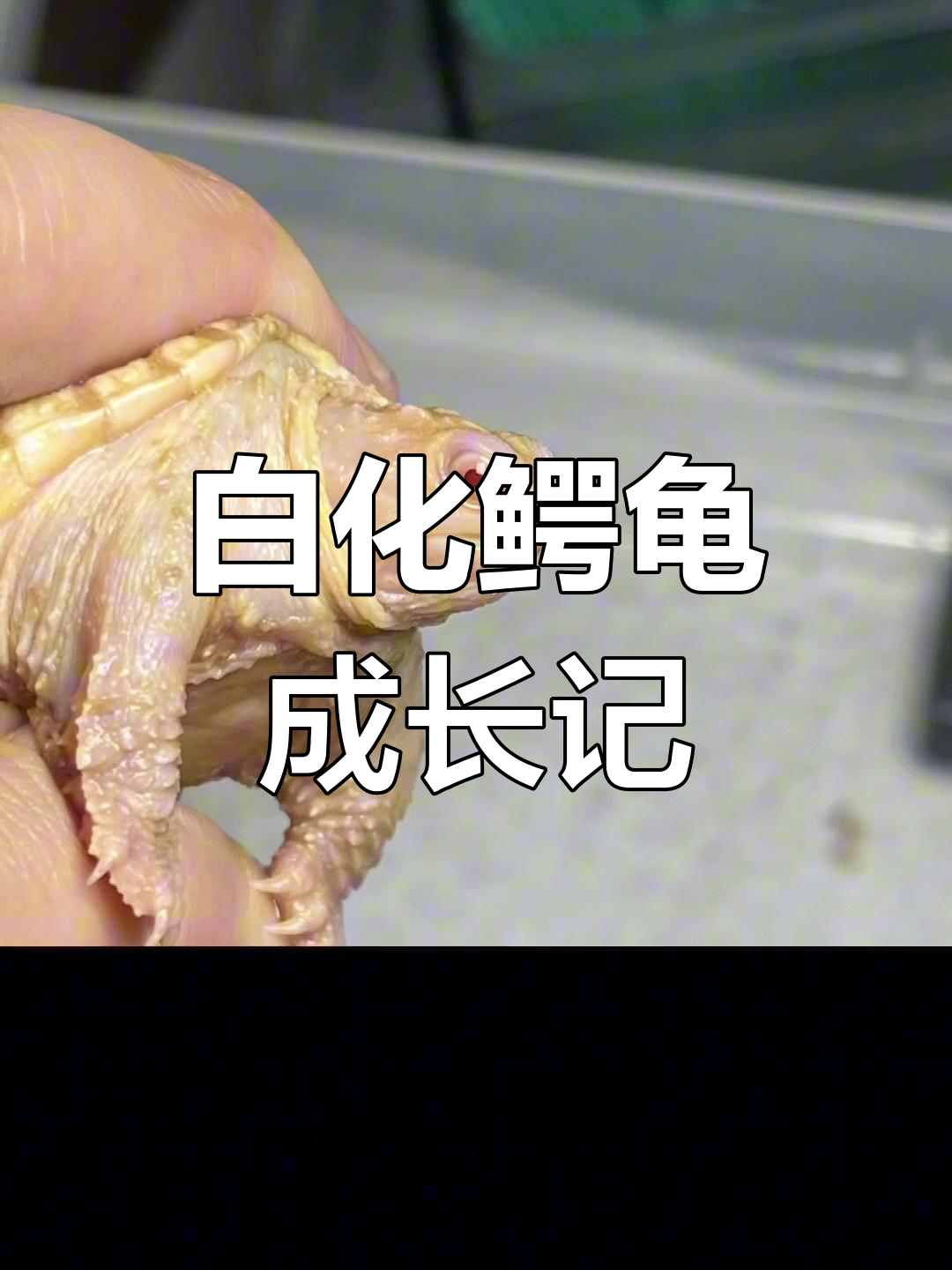 白化鳄龟养殖体验:从4.5W到两个月的变化