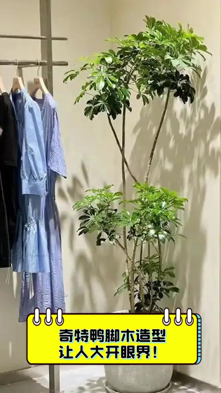 奇特鸭脚木造型,让人大开眼界!