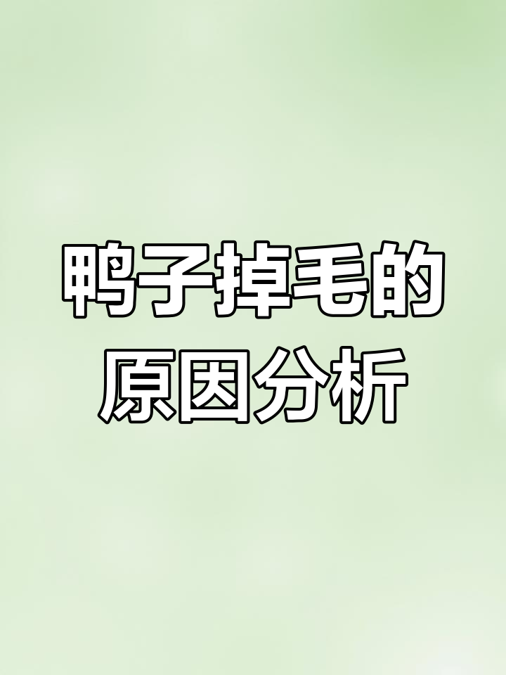 鸭子互相啄毛的六大原因,看看你家鸭子的症状属于哪一种?