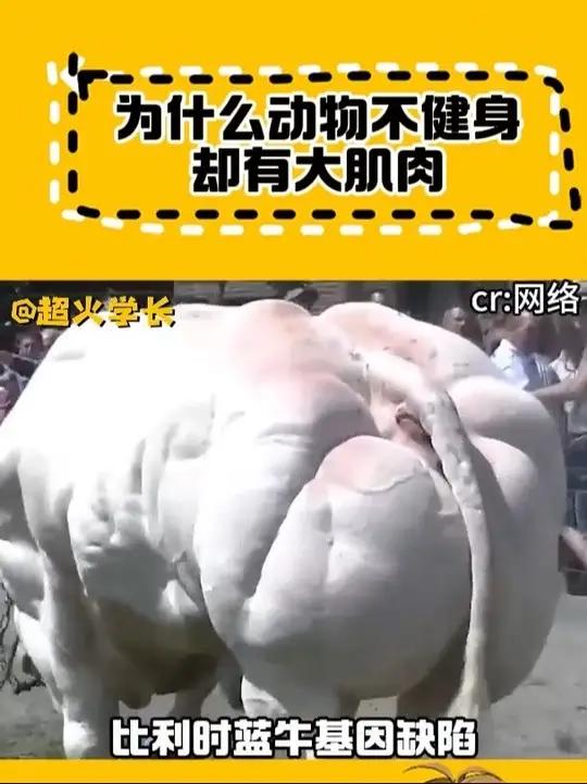 为什么动物不健身肌肉却很大
