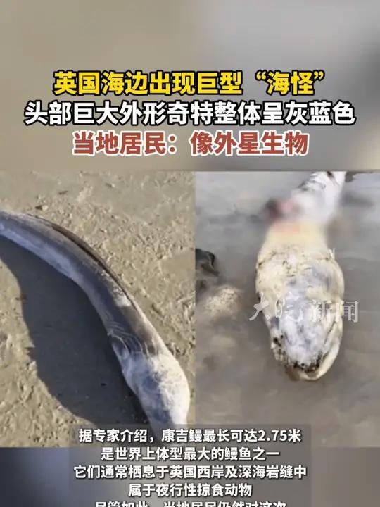 英国海边出现巨型“海怪” 当地居民:像外星生物