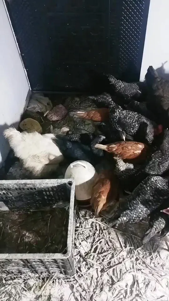 记录农村生活,探寻散养乌骨鸡的乡村养殖秘诀