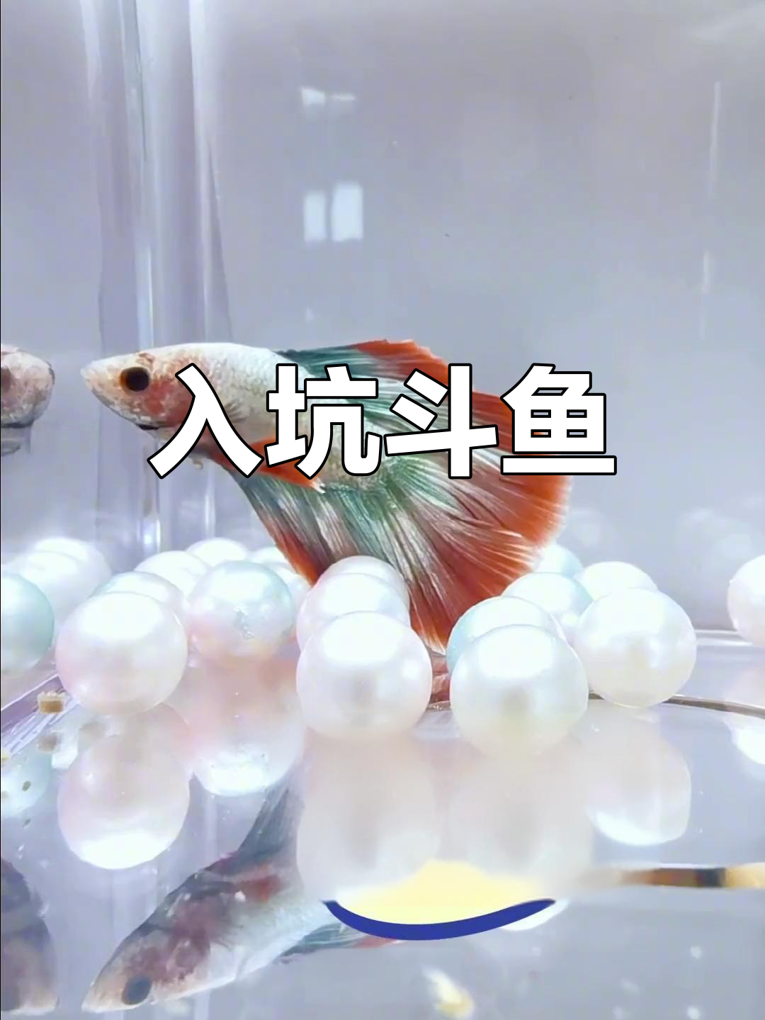 斗鱼世界大揭秘:品种与繁殖