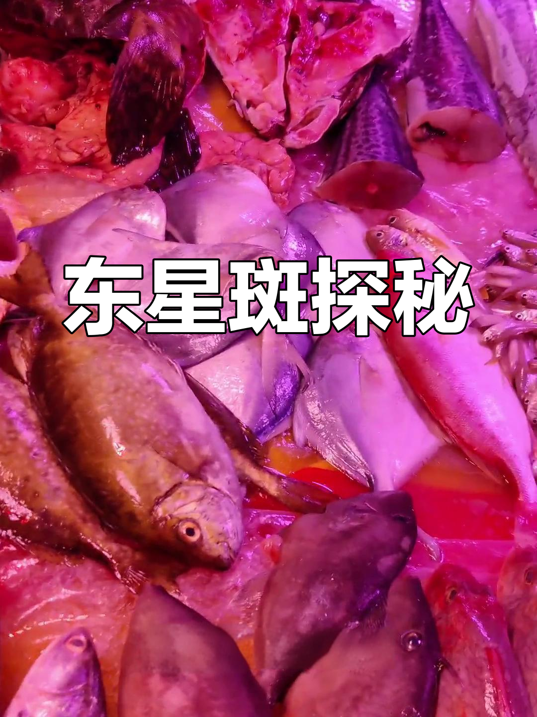 深海鱼种揭秘:东星斑的独特之处