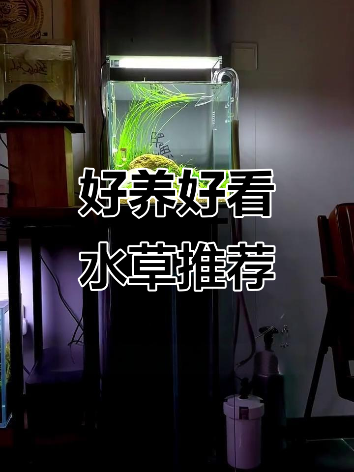 推荐几款超好养又美观的水草,适合各种鱼缸装饰