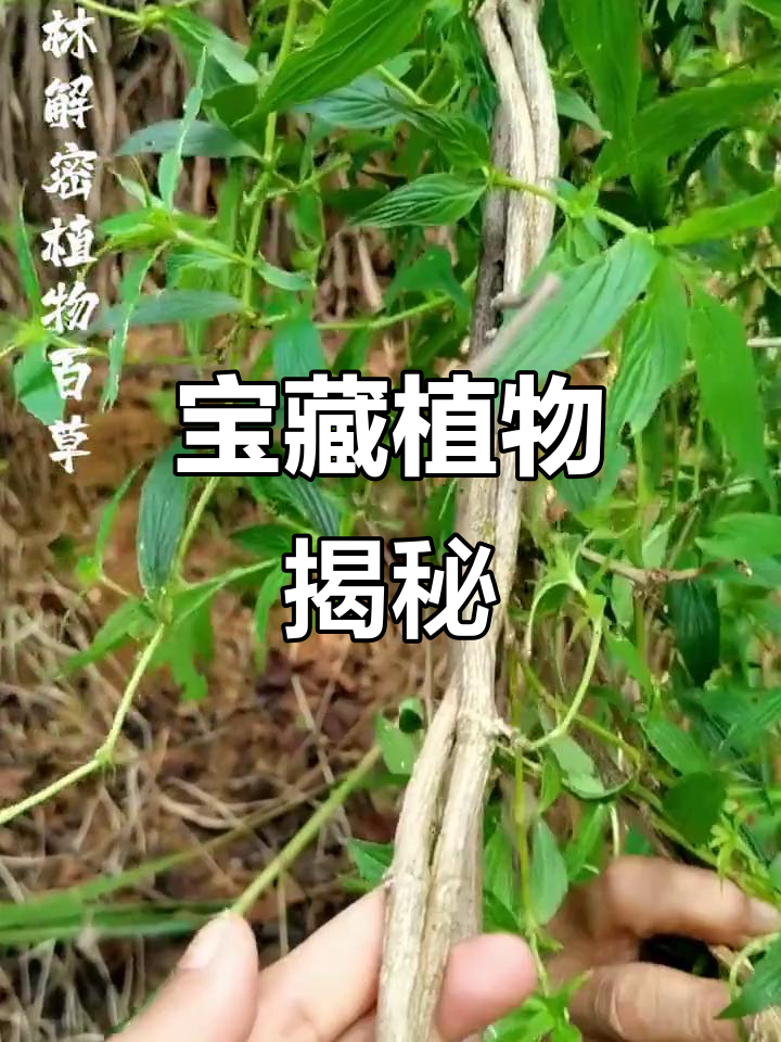 这种常见灌木,竟是珍贵药材,农村里常被忽视