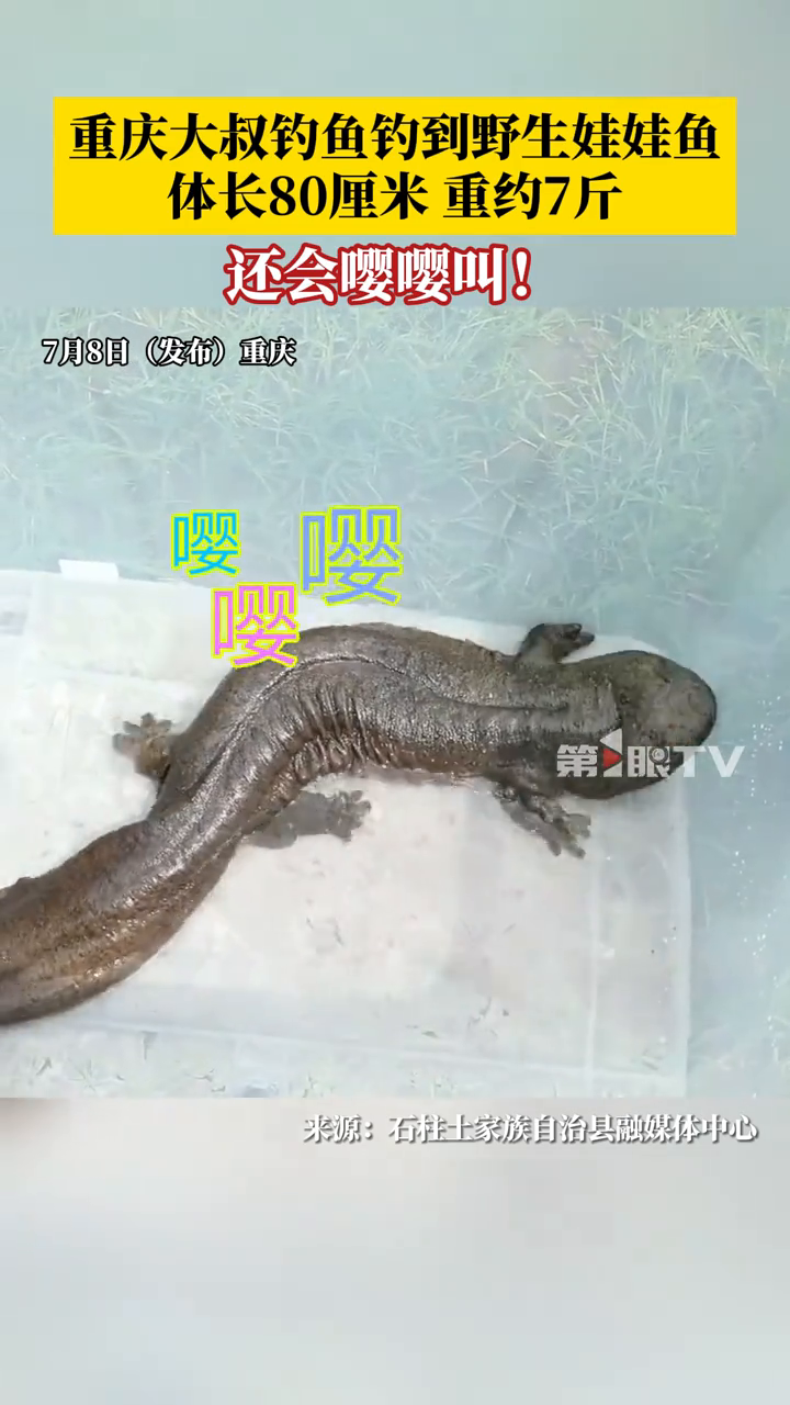 嘤嘤叫的娃娃鱼！重庆大叔钓鱼钓到国家二级保护动物野生大鲵