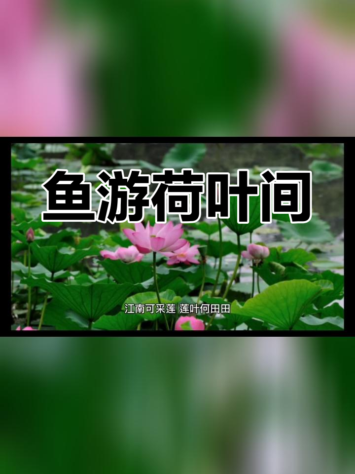 江南荷塘美景与鱼儿戏水