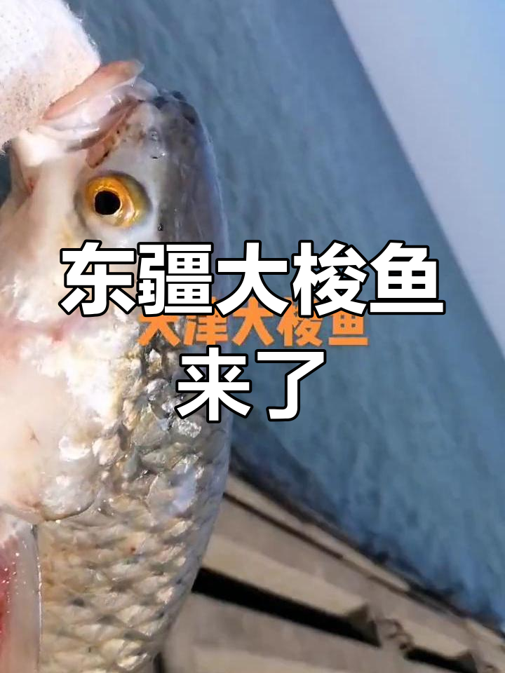 天津东疆大梭鱼现身,四五斤的个头如何?