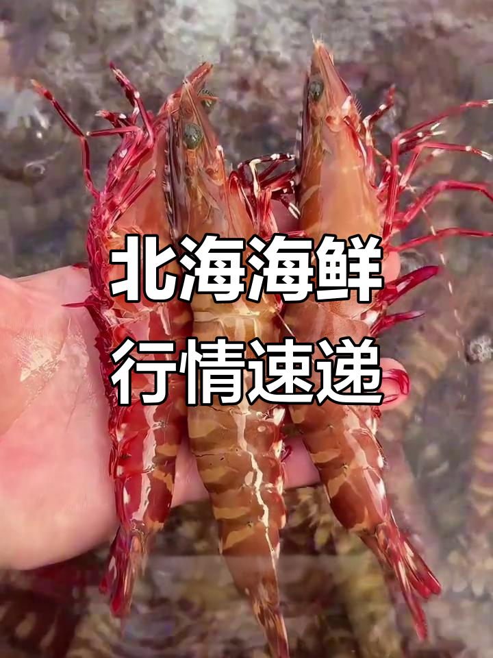 广西北海海鲜市场大揭秘,新鲜带鱼、野生虾等你来挑