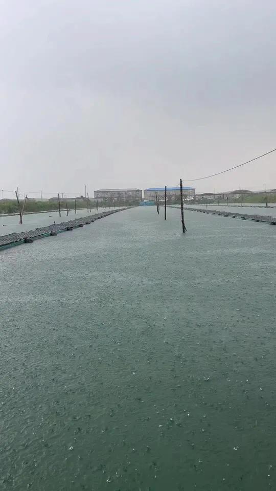 海参池塘连续阴雨天后如何管理 海参养殖 南美白对虾养殖 海参圈套养基围虾 鱼虾蟹养殖