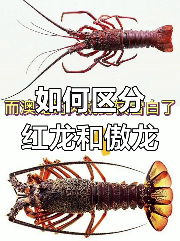 红龙与傲龙的辨别技巧