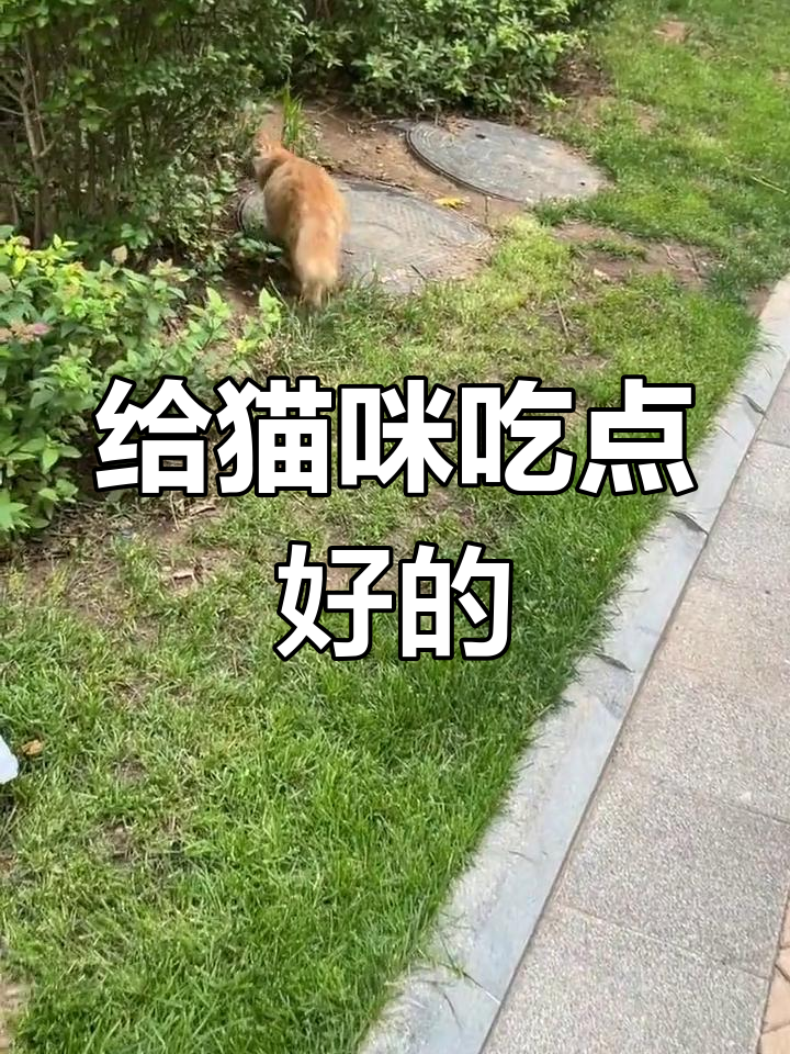 流浪猫改善伙食,吃肉筋卷饼比我还香
