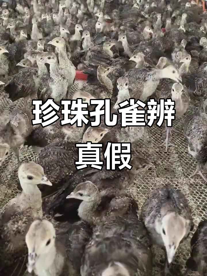 珍珠鸡与孔雀苗辨别小技巧,避免花冤枉钱!