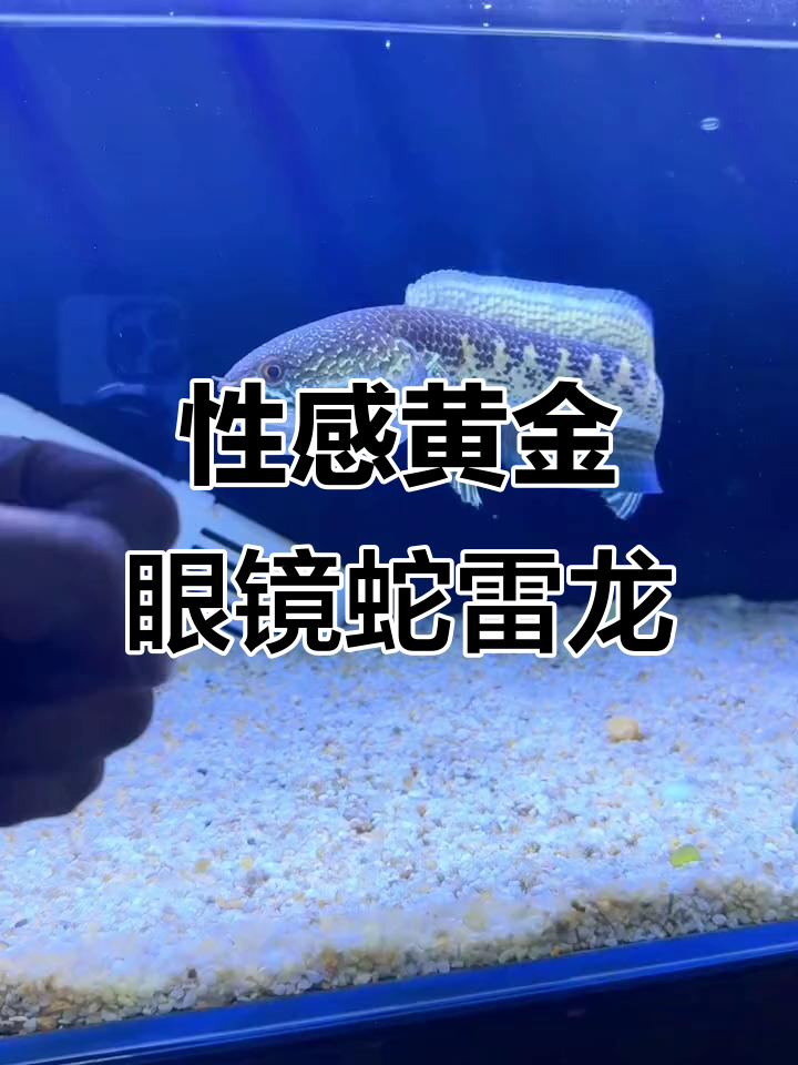 黄金眼镜蛇雷龙:看这迷人的香肠嘴,太性感了!
