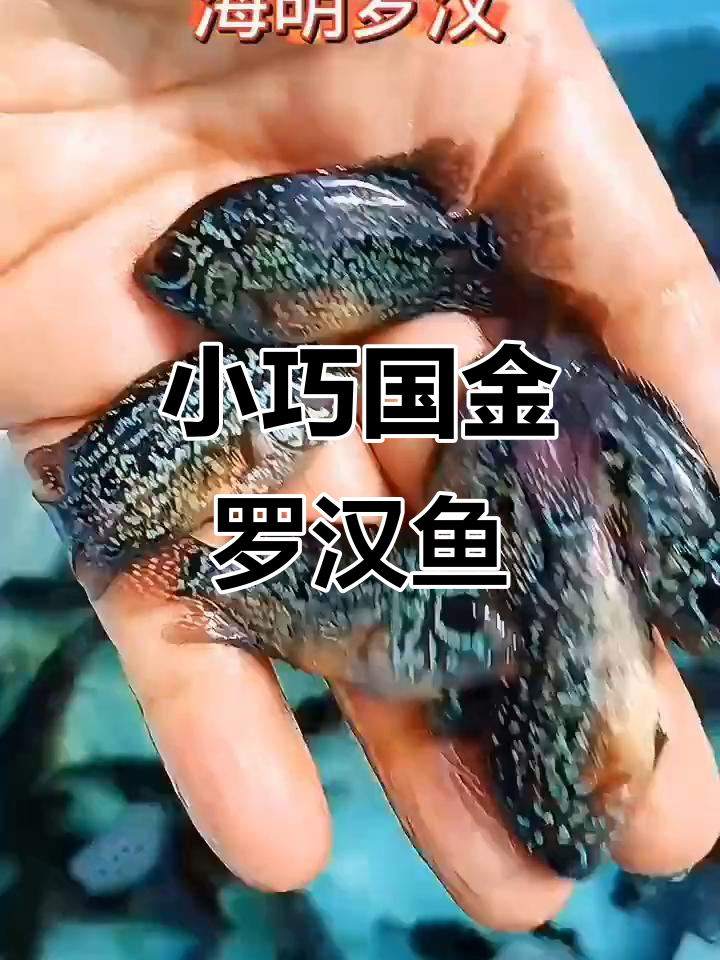 国产金花罗汉鱼苗，三四公分已有头座和亮片