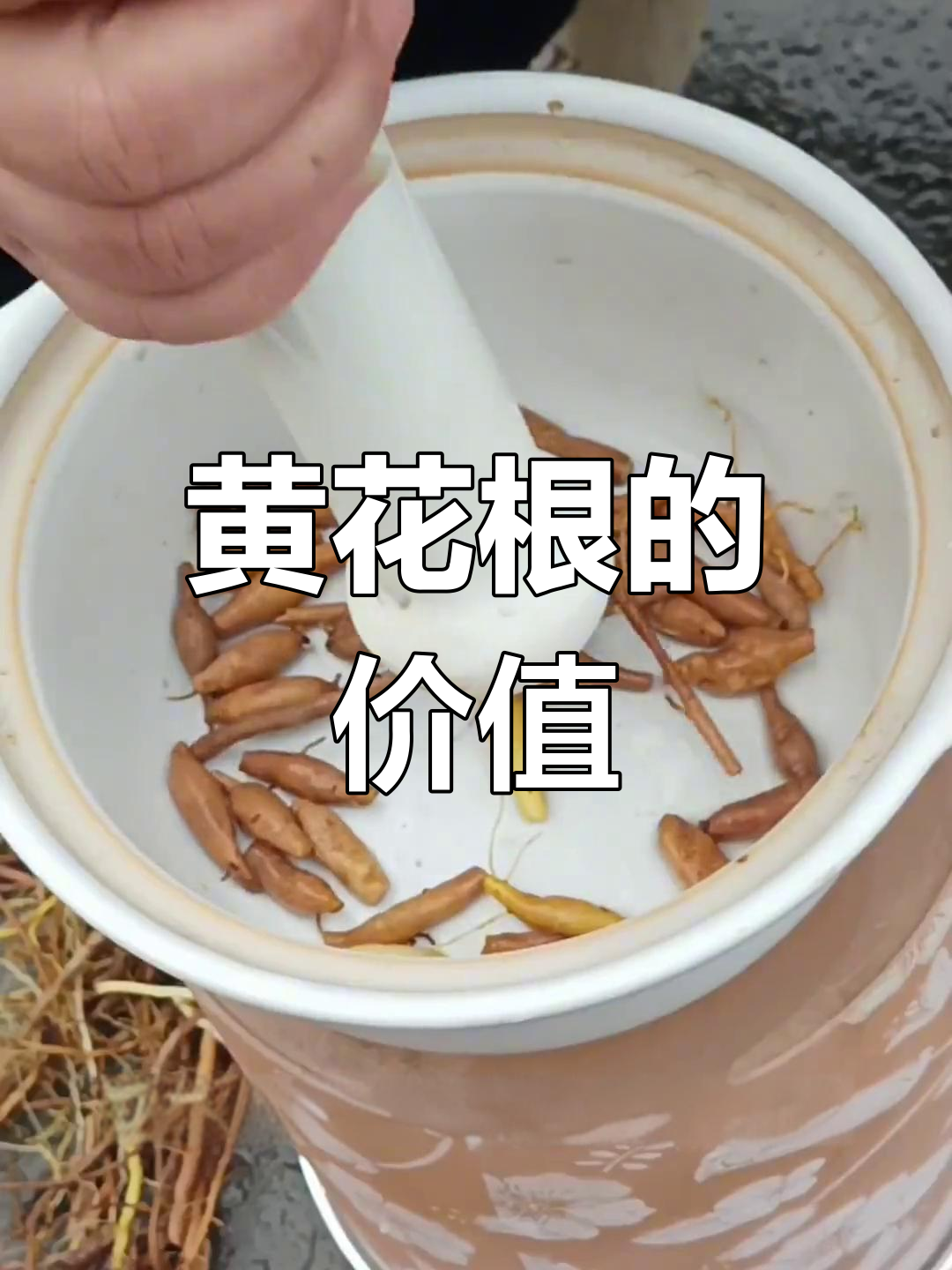 农村黄花根的秘密,你了解吗?