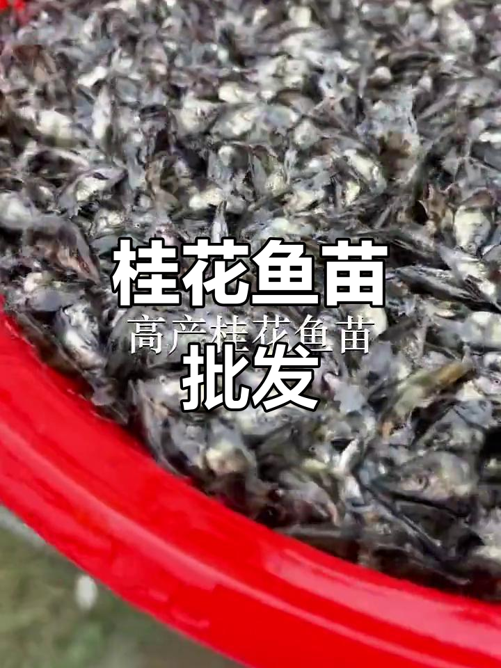 桂花鱼苗批发，各地区供应充足