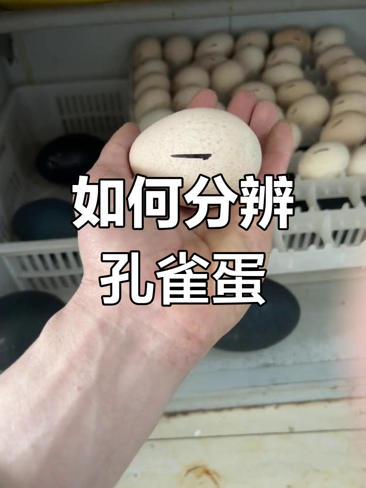 孔雀蛋和珍珠鸡蛋的区别,如何辨别真假