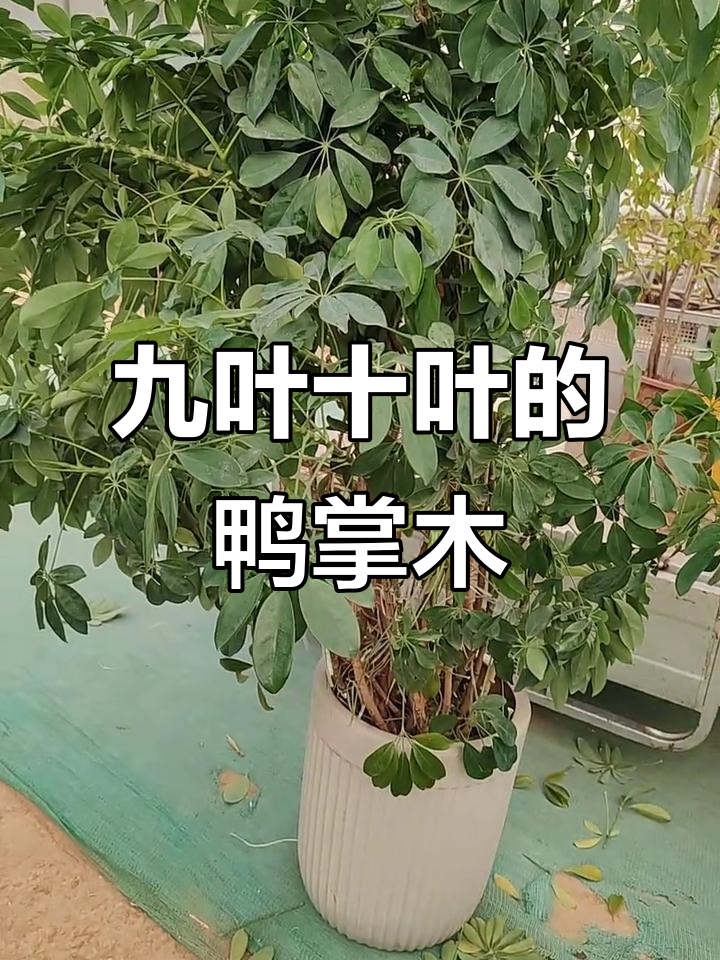 鸭掌木大老桩,叶子从9到10片都有,造型奇特让人笑出声