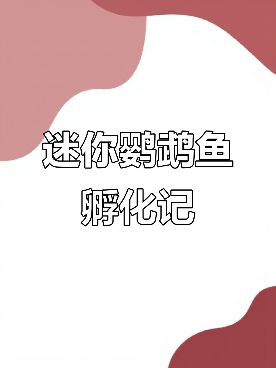 迷你鹦鹉鱼人工孵化全过程，从提罐到带仔的精彩时刻