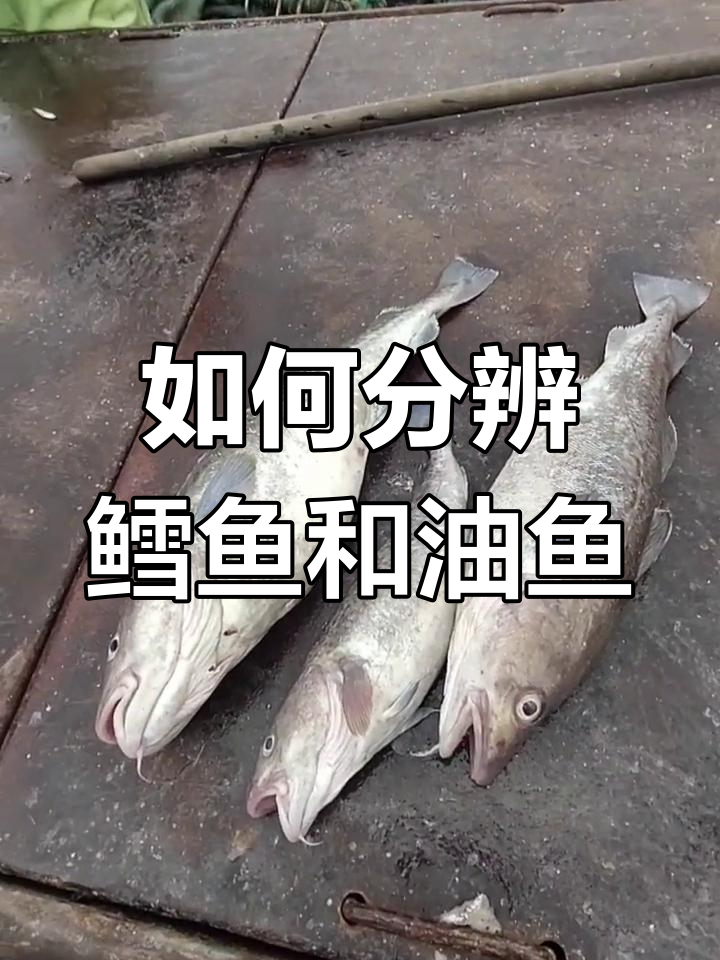 鳕鱼与油鱼的辨别技巧,避免被误导