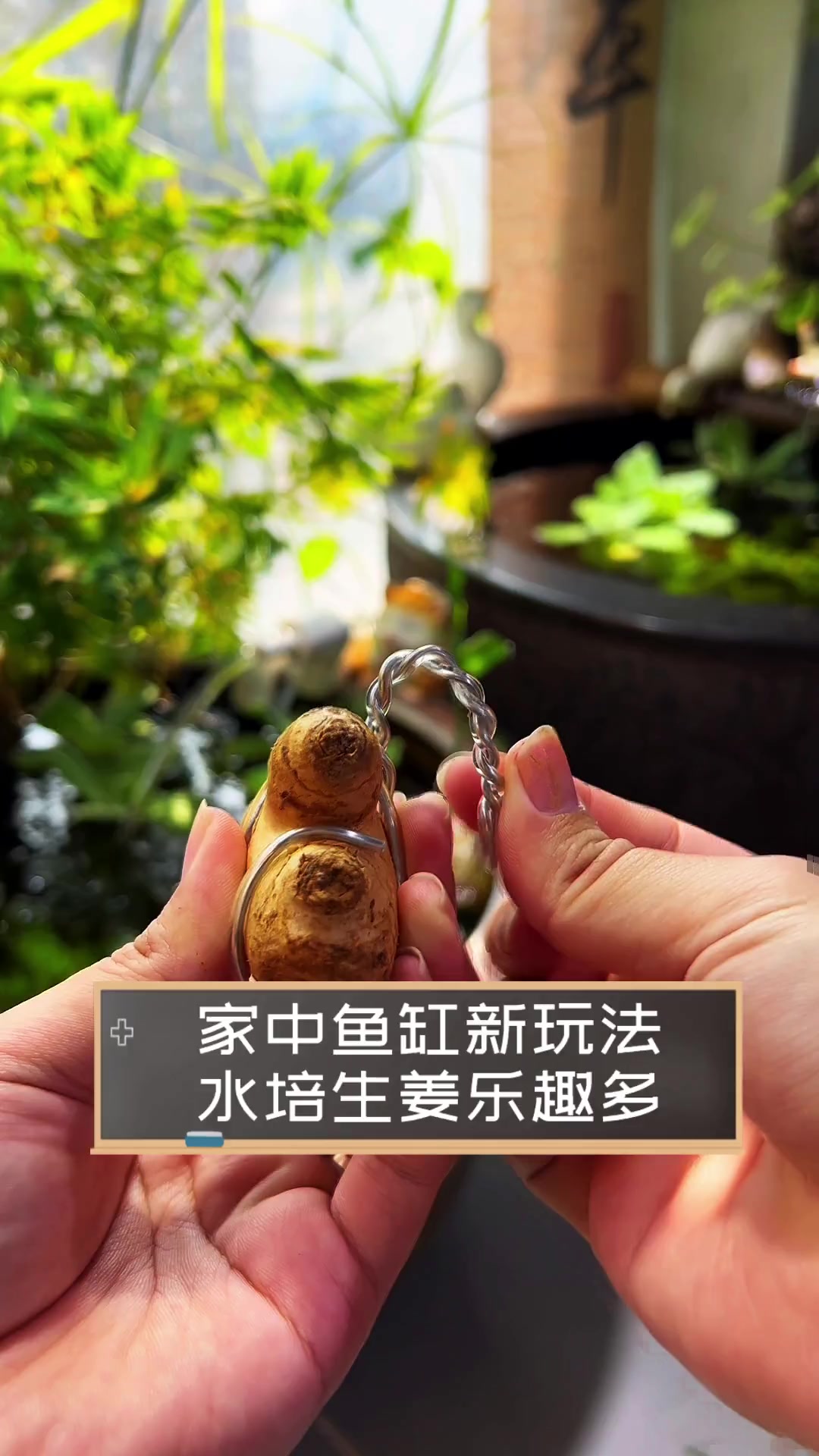 家中鱼缸新玩法,水培生姜乐趣多